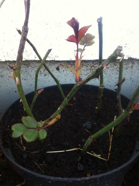 …if winter comes, can Spring be far behind? 2014 beckons us...