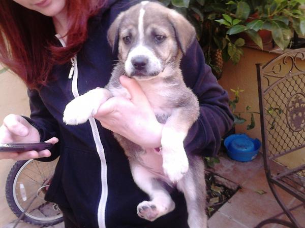 my new puppy crying!