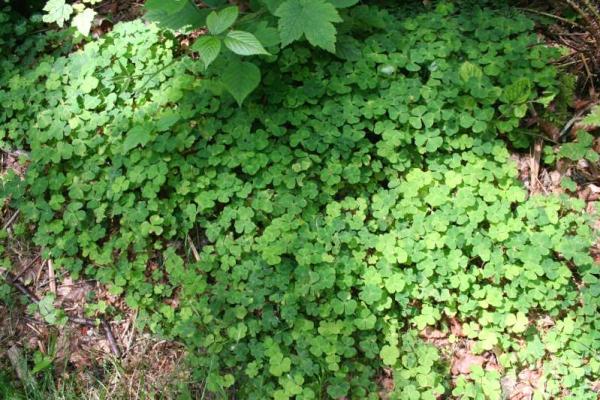 Bugger of a weed - help me get rid!