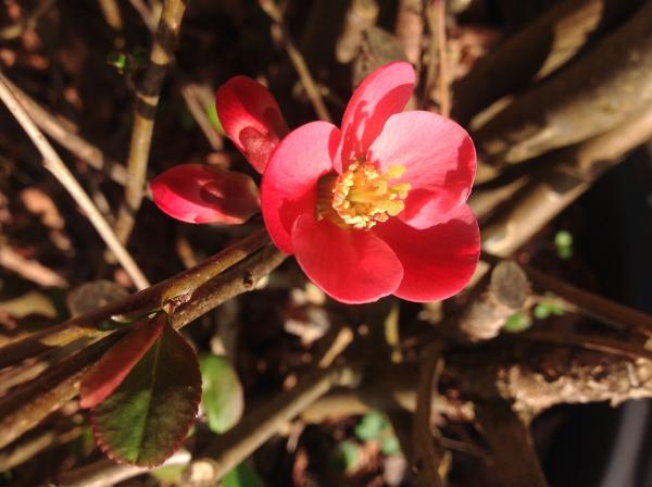 …if winter comes, can Spring be far behind? 2014 beckons us...