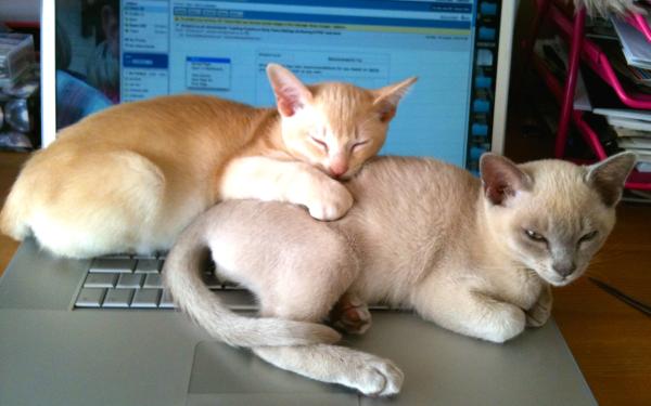 Share your favourite pet pictures for a chance to win £100 John Lewis voucher and copies of Jacqueline Wilson's Paws and Whiskers
