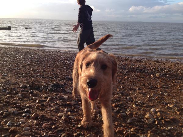 SHOW OFF YOUR DOGS! We can finally post photos here!