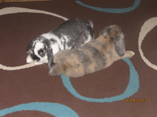 Get your furries out!!