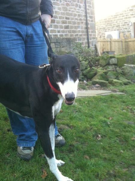 Are you a Greyhound, Whippet or Lurcher owner? Come and have a seat on another new pointy hounds cushion!