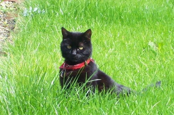 Thread to post photos of your cats