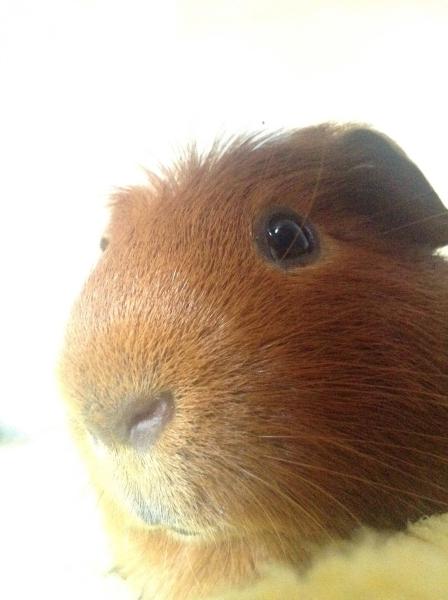 Get your furries out!!