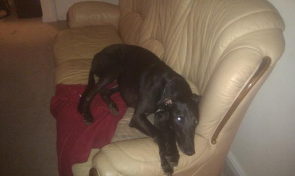 Are you a Greyhound, Whippet or Lurcher owner? Come and have a seat on another new pointy hounds cushion!