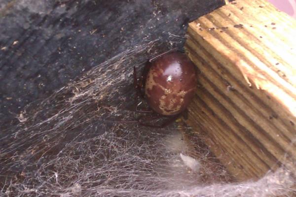 Support thread for anyone who has lost a parent ( 5 )