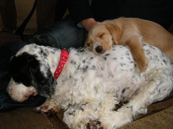 SHOW OFF YOUR DOGS! We can finally post photos here!
