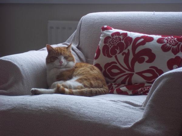 Cat Found - Large ginger and white tom very vocal and friendly