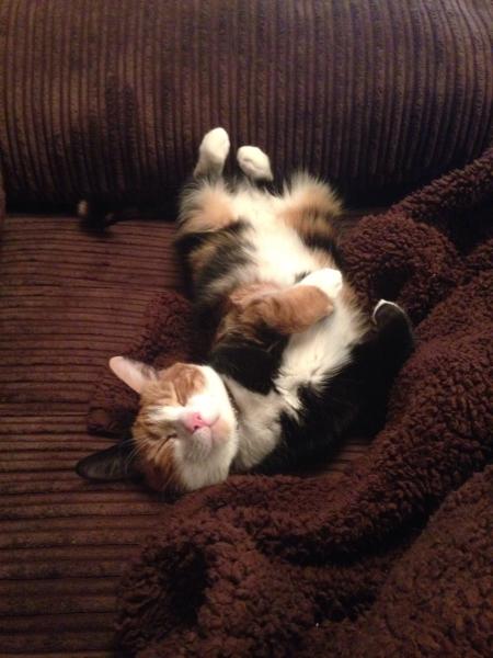 Showing off my lovely 14 year old rescue cat
