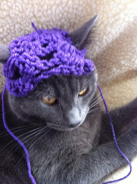 Thread to post photos of your cats