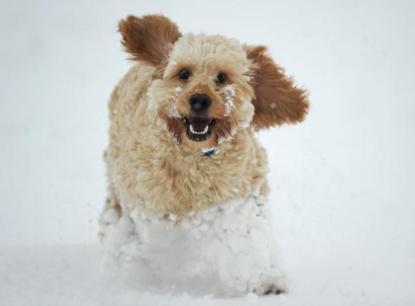 SHOW OFF YOUR DOGS! We can finally post photos here!