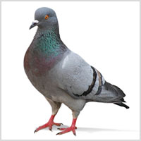 To have never really understood the appeal of the "pigeon toe" stand and actually think that people who insist in doing it are twats