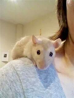 Get your furries out!!