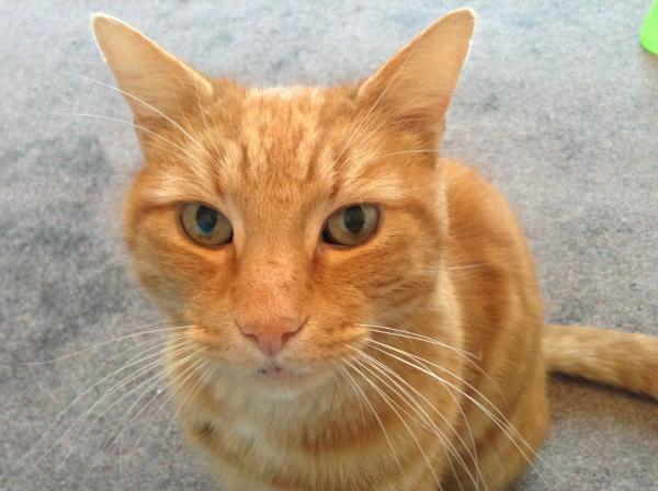 to think my neighbour is being incredibly unreasonable about our cat?