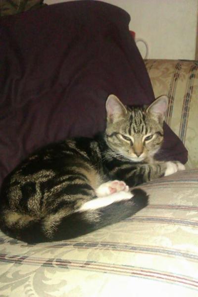 to think my neighbour is being incredibly unreasonable about our cat?
