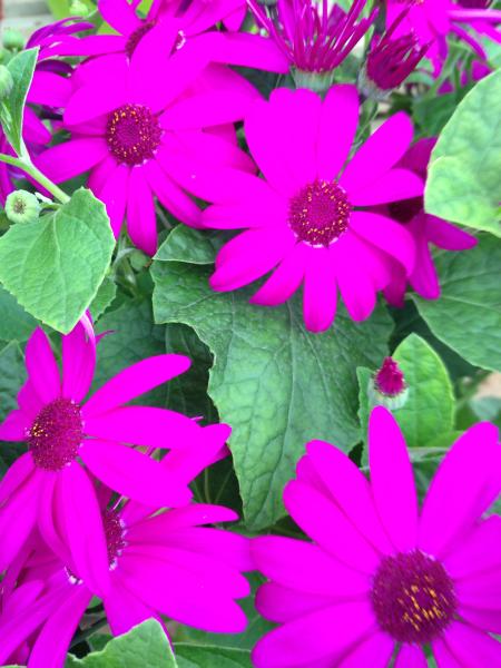 The Woolly Hugs Woolly Pack is now open!