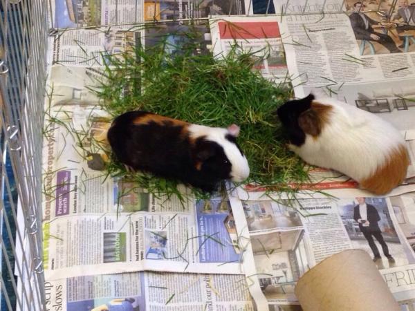 Get your furries out!!