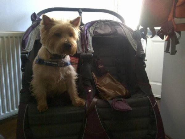 SHOW OFF YOUR DOGS! We can finally post photos here!