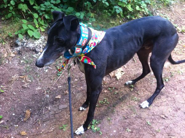 Are you a Greyhound, Whippet or Lurcher owner? Come and have a seat on another new pointy hounds cushion!