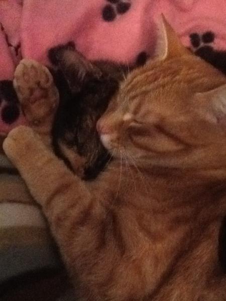 Thread to post photos of your cats