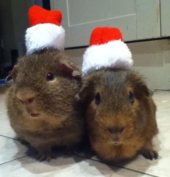 Get your furries out!!