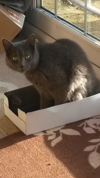 to think my neighbour is being incredibly unreasonable about our cat?