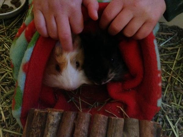 Get your furries out!!