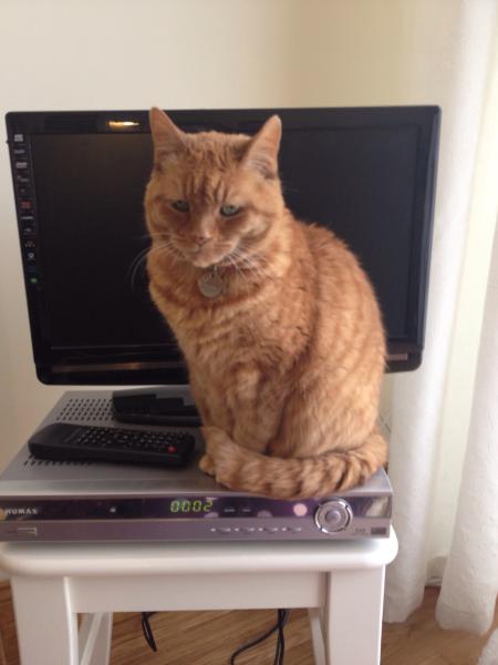 to think my neighbour is being incredibly unreasonable about our cat?