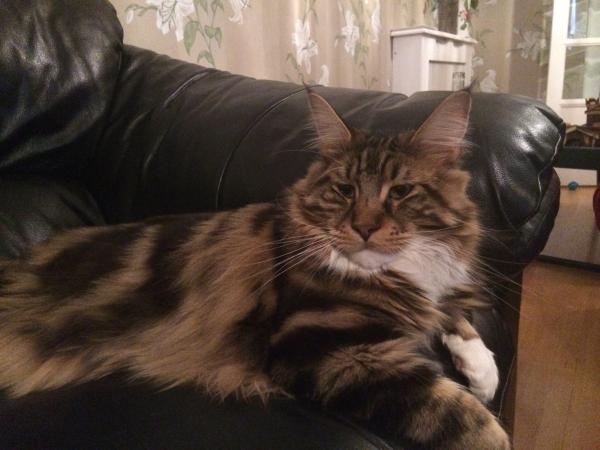Thread to post photos of your cats