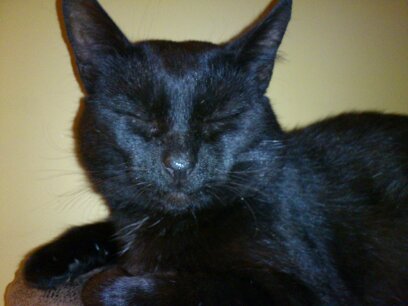 Thread to post photos of your cats