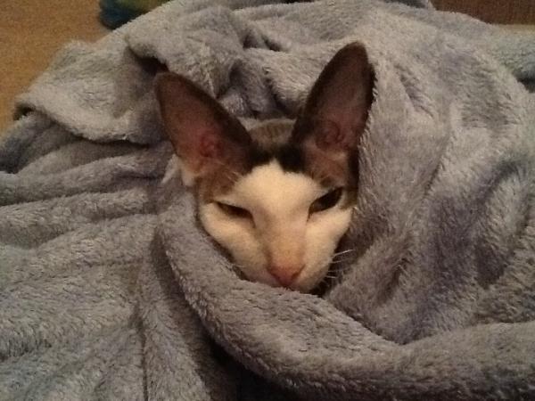 Thread to post photos of your cats