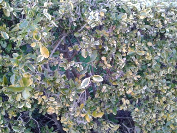 I'm worried about my bush