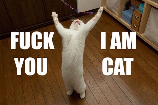 to think my neighbour is being incredibly unreasonable about our cat?