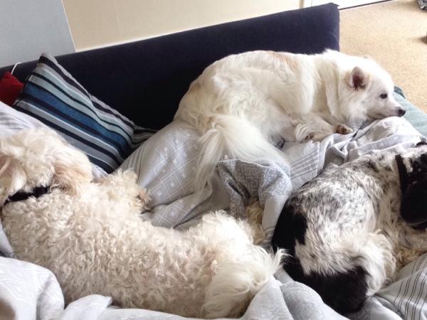 New dog owners - how did you find adjusting to having a dog?