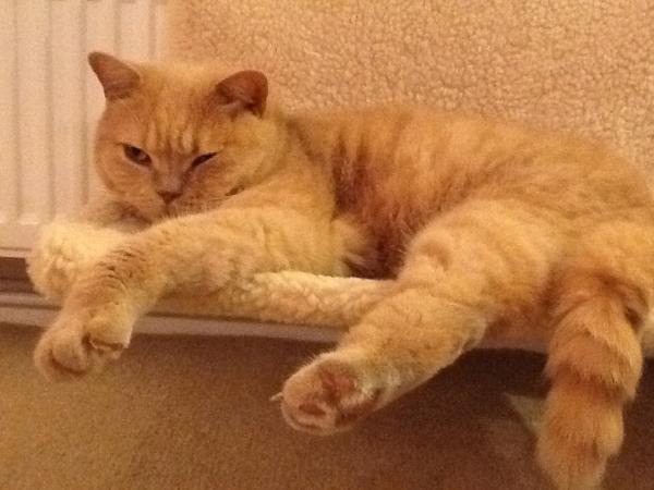 to think my neighbour is being incredibly unreasonable about our cat?
