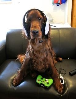 SHOW OFF YOUR DOGS! We can finally post photos here!