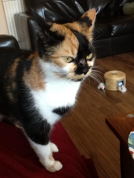 Thread to post photos of your cats