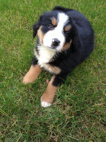SHOW OFF YOUR DOGS! We can finally post photos here!