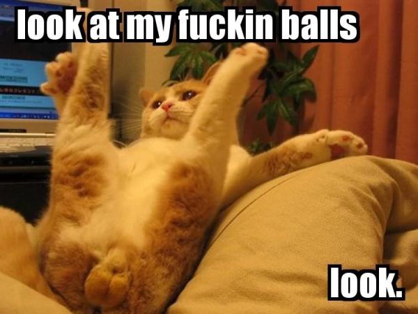 to think my neighbour is being incredibly unreasonable about our cat?