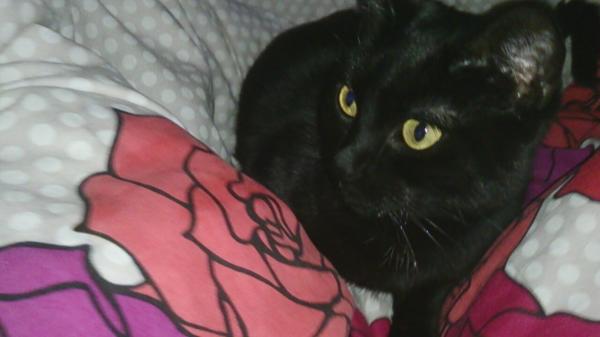 Thread to post photos of your cats