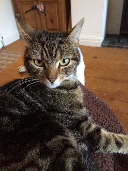 Showing off my lovely 14 year old rescue cat