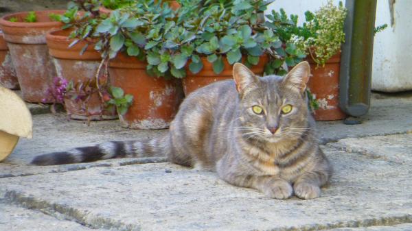 Thread to post photos of your cats