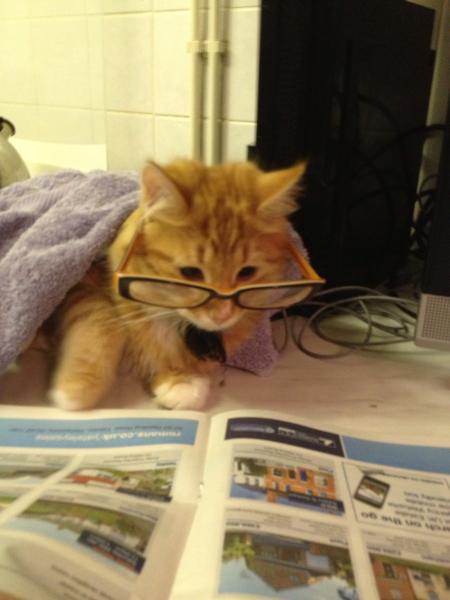 to think my neighbour is being incredibly unreasonable about our cat?
