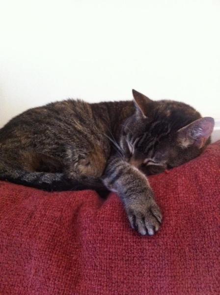 Thread to post photos of your cats