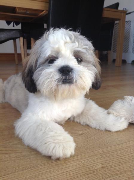 SHOW OFF YOUR DOGS! We can finally post photos here!
