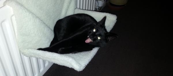 to think my neighbour is being incredibly unreasonable about our cat?