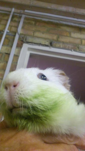 Worried about DGPs chances at the vets tomorrow..