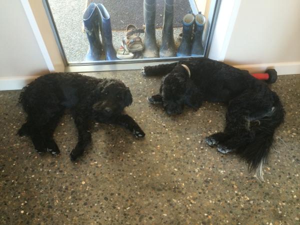SHOW OFF YOUR DOGS! We can finally post photos here!